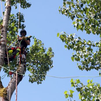 Urban Arbor Care, LLC | Tree Removal & Arborists - 2020 - Tree Services Near Me - Eugene, Oregon