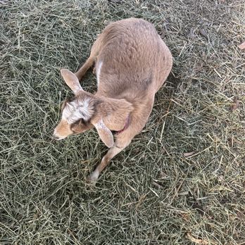MrBones - Attraction Farms Near Me - Culver City, California MrBones - Attraction Farms Near Me - Culver City, California