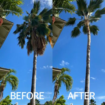 Gilberts Yard and Tree Trimming - before and after - Landscaping Near Me Gilberts Yard and Tree Trimming - before and after - Landscaping Near Me
