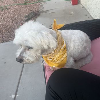 You Dirty Dog - Pet Groomers Near Me You Dirty Dog - Pet Groomers Near Me