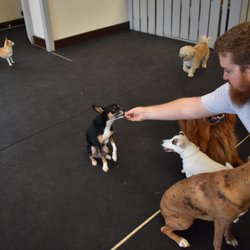 Mandeville Canine Academy