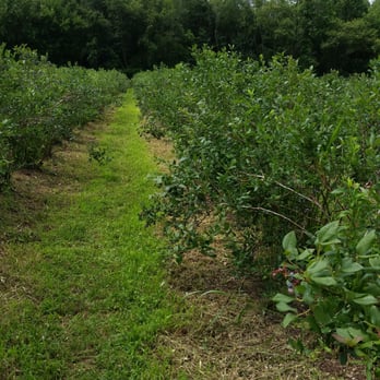 Emery’s Farm - Fields of blueberrys - Farmers Market Near Me - New Egypt, New Jersey Emery’s Farm - Fields of blueberrys - Farmers Market Near Me - New Egypt, New Jersey