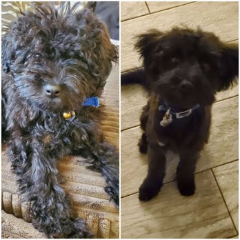 happy grooming - Pet Groomers Near Me - San Diego, California