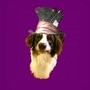 Photo of The Wild Hair Dog Salon