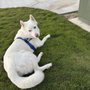 Photo of Ventura Dog Ranch