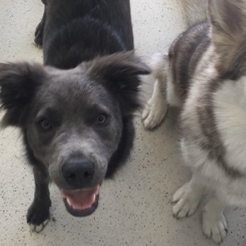 Bark Tutor - Ivy in playgroup with a friend - they post these on your dog's online report card. - Pet Training Near Me - Indianapolis, Indiana Bark Tutor - Ivy in playgroup with a friend - they post these on your dog's online report card. - Pet Training Near Me - Indianapolis, Indiana