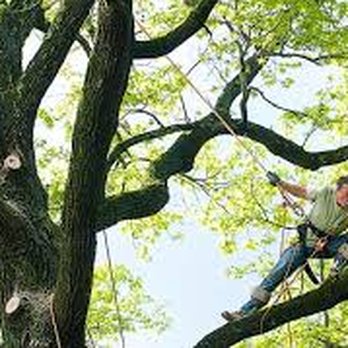 The Cavalry - a man in a harness on a tree - Landscaping Near Me The Cavalry - a man in a harness on a tree - Landscaping Near Me