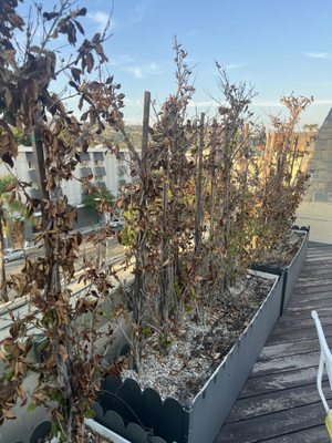 Hollywood Tower Apartments by null