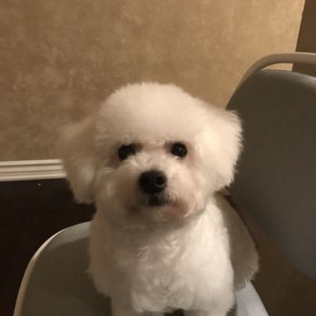 Q d Doggie - Pet Groomers Near Me - Lake Forest, California