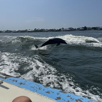 Surf's Up Dolphin Cruises - Boat Tours Near Me - Orange Beach, Alabama Surf's Up Dolphin Cruises - Boat Tours Near Me - Orange Beach, Alabama