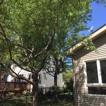 JBS Professional Tree Care - Crab apple was trimmed away from the house. - Tree Services Near Me