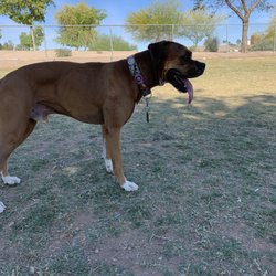 Rose Mofford Sports Complex Dog Park