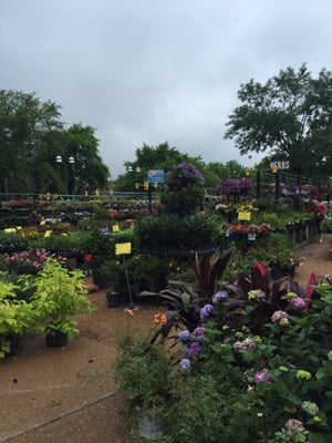 Farmers market in Kirkwood by null