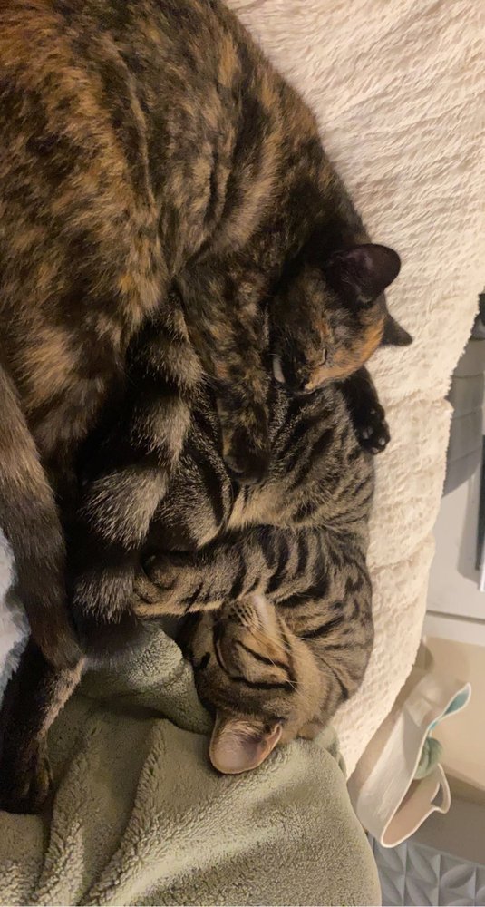 PRAIRIE PAWS ANIMAL SHELTER Updated October 2024 13 Photos 3173