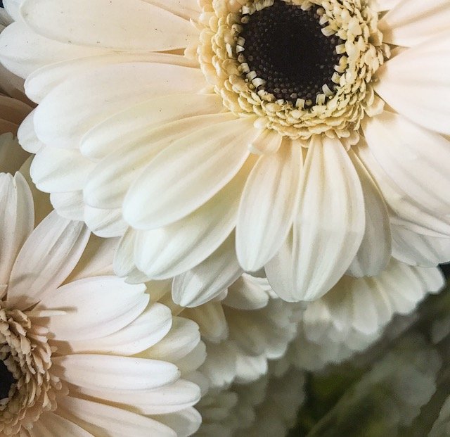 DREISBACH WHOLESALE FLORIST Updated June 2024 11 Photos 720