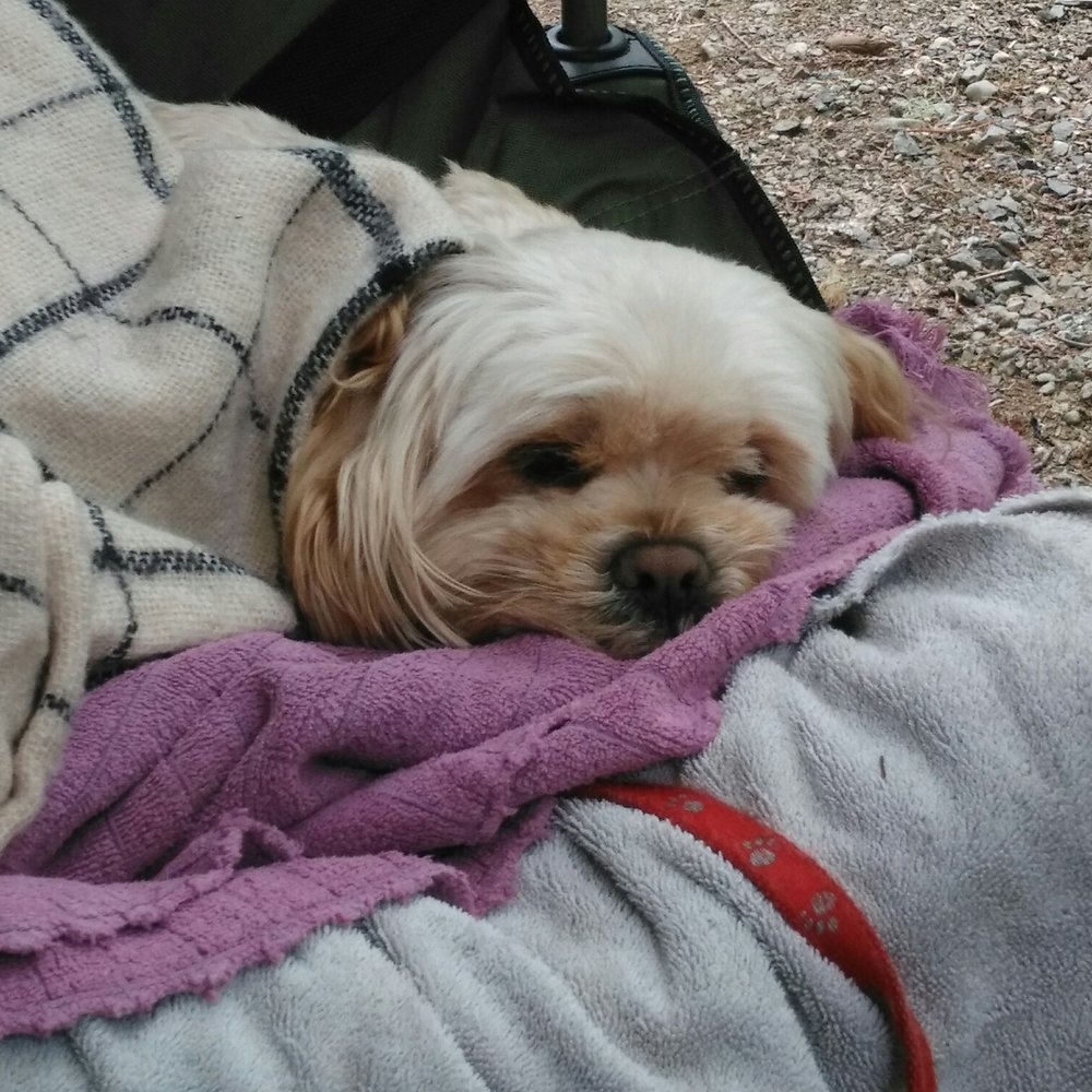 Lake Kachess Campground - Where ever I go, he goes...my Buddy. He fell asleep from whining. It was super cold. I had to keep my baby warm somehow with his towels. - Campgrounds Near Me - Easton, Washington Lake Kachess Campground - Where ever I go, he goes...my Buddy. He fell asleep from whining. It was super cold. I had to keep my baby warm somehow with his towels. - Campgrounds Near Me - Easton, Washington
