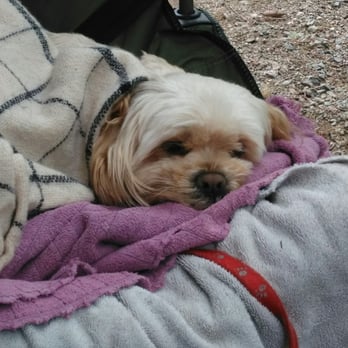 Lake Kachess Campground - Where ever I go, he goes...my Buddy. He fell asleep from whining. It was super cold. I had to keep my baby warm somehow with his towels. - Campgrounds Near Me - Easton, Washington Lake Kachess Campground - Where ever I go, he goes...my Buddy. He fell asleep from whining. It was super cold. I had to keep my baby warm somehow with his towels. - Campgrounds Near Me - Easton, Washington