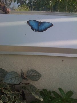 The Key West Butterfly and Nature Conservatory by null