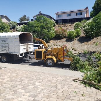 Sycamore Tree Service - Tree Services Near Me Sycamore Tree Service - Tree Services Near Me