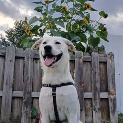 Pixie's Pupperoni Services - Pinty at Pixie's Pupperoni Services