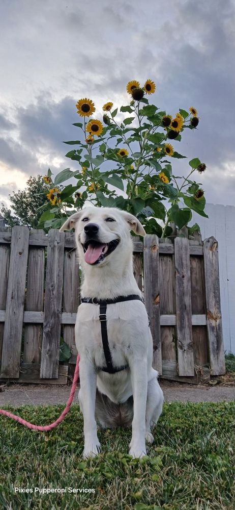 Pixie's Pupperoni Services - pet boarding facility in Columbus, OH