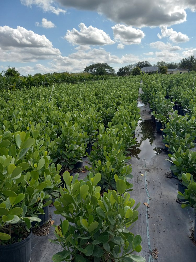 OASIS LANDSCAPE NURSERY 22830 SW 152nd Ave, Miami, Florida