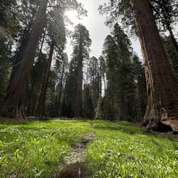 Big Trees Trail - Mini meadow to the right of the trailhead