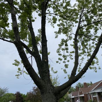 Metro Detroit Tree and Firewood - Tree Services Near Me - Warren, Michigan Metro Detroit Tree and Firewood - Tree Services Near Me - Warren, Michigan