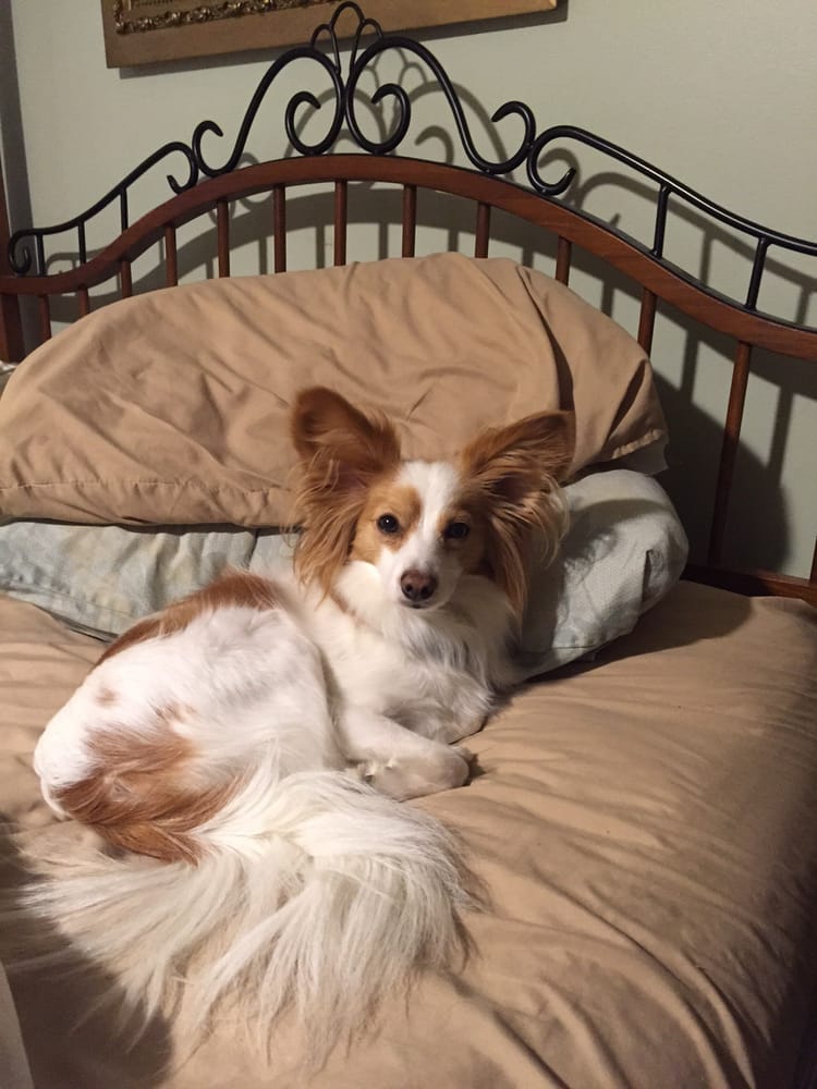 BUTTONS AND BOWS MOBILE PET GROOMING Updated September 2024 Orleans, Massachusetts Pet