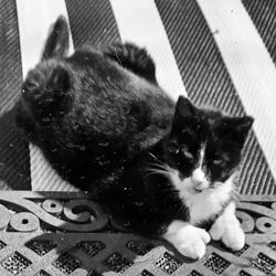 Happy Cat Sanctuary - Max