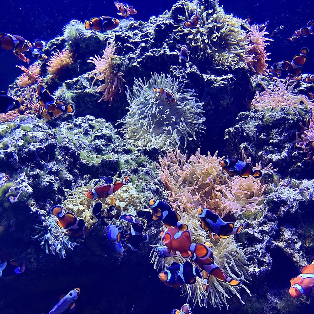 OdySea Aquarium - Aquariums Near Me - Scottsdale, Arizona OdySea Aquarium - Aquariums Near Me - Scottsdale, Arizona