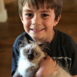 Vanillabelle Ragdoll Cats & Kittens - "Vanillabelle Jack" living the good life in North Dakota with his friend.