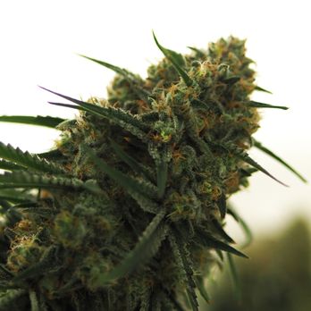 Seed & Smith - Seed & Smith Grow Tour - Cannabis Dispensaries Near Me - Denver, Colorado Seed & Smith - Seed & Smith Grow Tour - Cannabis Dispensaries Near Me - Denver, Colorado