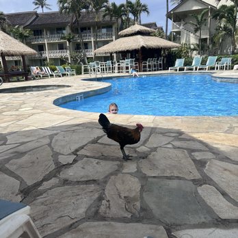 Aston Islander on the Beach - Roosters and chickens everywhere - Resorts Near Me - Kapaa, Hawaii Aston Islander on the Beach - Roosters and chickens everywhere - Resorts Near Me - Kapaa, Hawaii