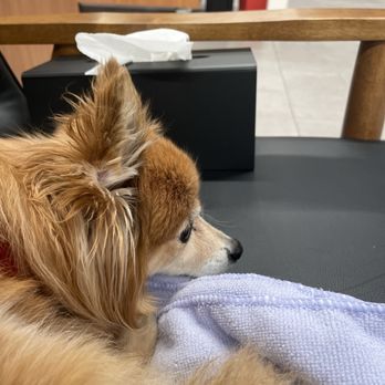 Veterinary Emergency Group - My Pomeranian on a loveseat with me waiting in the big, open room when you first walk in. - Emergency Pet Hospital Near Me - Sandy, Utah Veterinary Emergency Group - My Pomeranian on a loveseat with me waiting in the big, open room when you first walk in. - Emergency Pet Hospital Near Me - Sandy, Utah