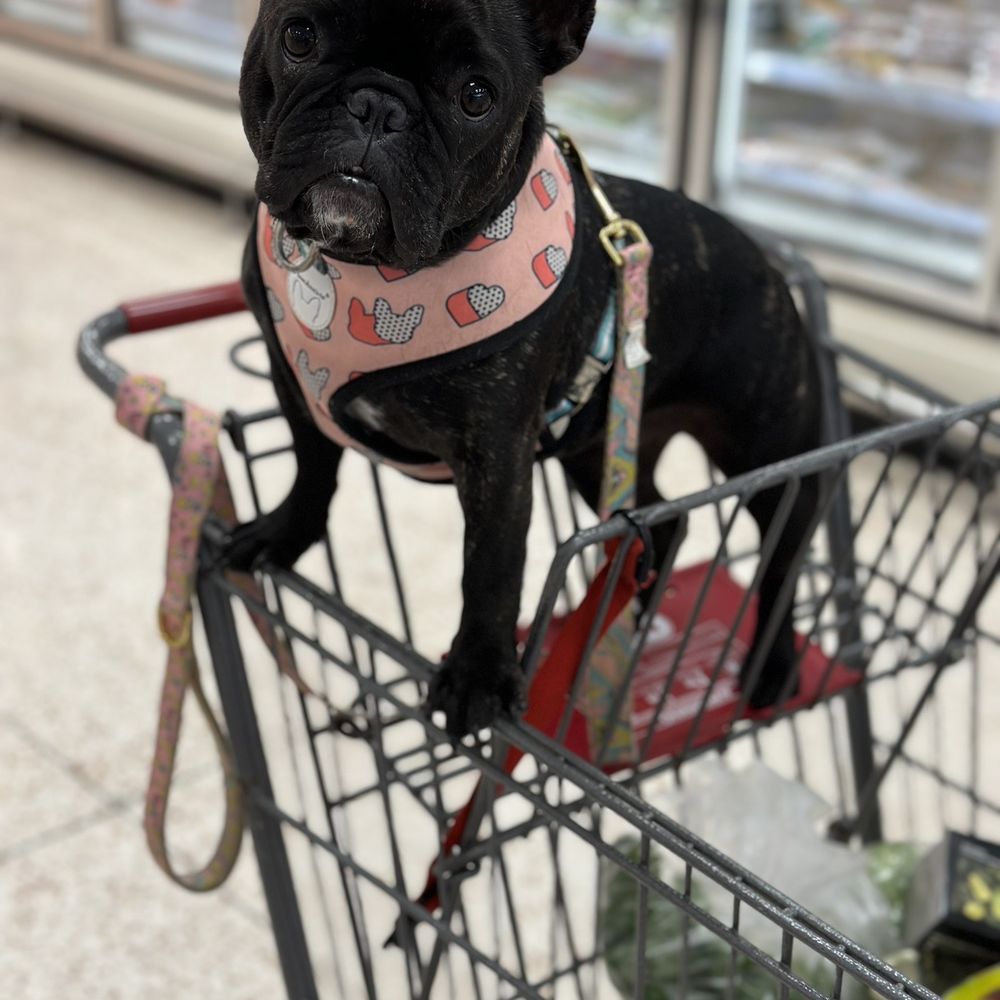 Bijou Lou helping me shop at HEB! Bijou Lou helping me shop at HEB!