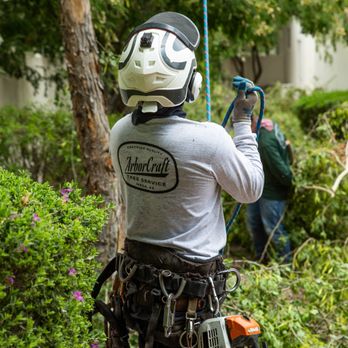 ArborCraft Tree Service - ArborCraft Tree Service climber working on a tree trimming job in Paradise Valley, AZ - Tree Services Near Me - Phoenix, Arizona