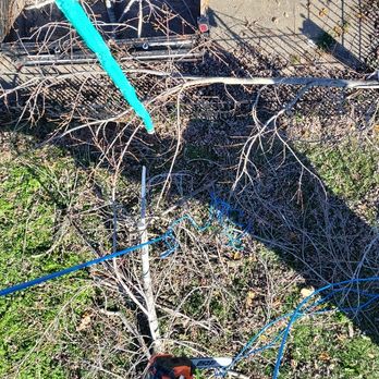 Skg Tree Service - Tree Services Near Me - Mortons Gap, Kentucky Skg Tree Service - Tree Services Near Me - Mortons Gap, Kentucky