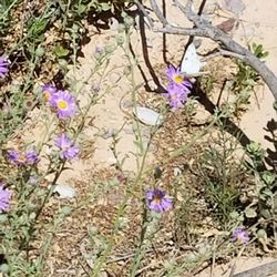 Overton Wildlife Management Area - A butterfly on a blooming flower.