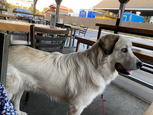 Southpaws Pizza and Sports Bar by null