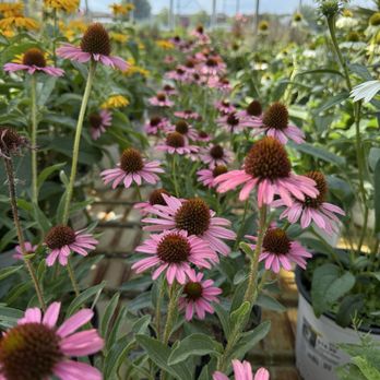 Alsip Home & Nursery - Nurseries & Gardening Near Me - Frankfort, Illinois
