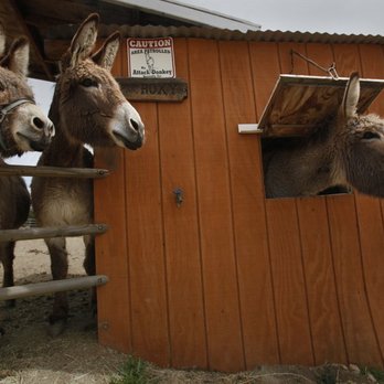 Rock Canyon Vineyards - Rock Canyon Rescue Donkeys - Wineries Near Me Rock Canyon Vineyards - Rock Canyon Rescue Donkeys - Wineries Near Me