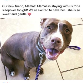 Wagging Tails Pet Resort - Pet Sitting Near Me - Tempe, Arizona