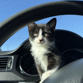 Animal Services - kitten - Animal Shelters Near Me - San Bernardino, California Animal Services - kitten - Animal Shelters Near Me - San Bernardino, California