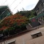 嶺南大學
