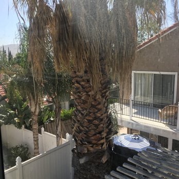Ortega's Jr Tree Service - Tree Services Near Me - Riverside , California Ortega's Jr Tree Service - Tree Services Near Me - Riverside , California