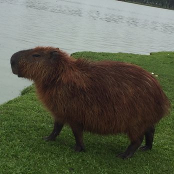 Parque Barigui - This one really didn't want to jump in but was prepared too. - Parks Near Me - Curitiba, Puerto Rico