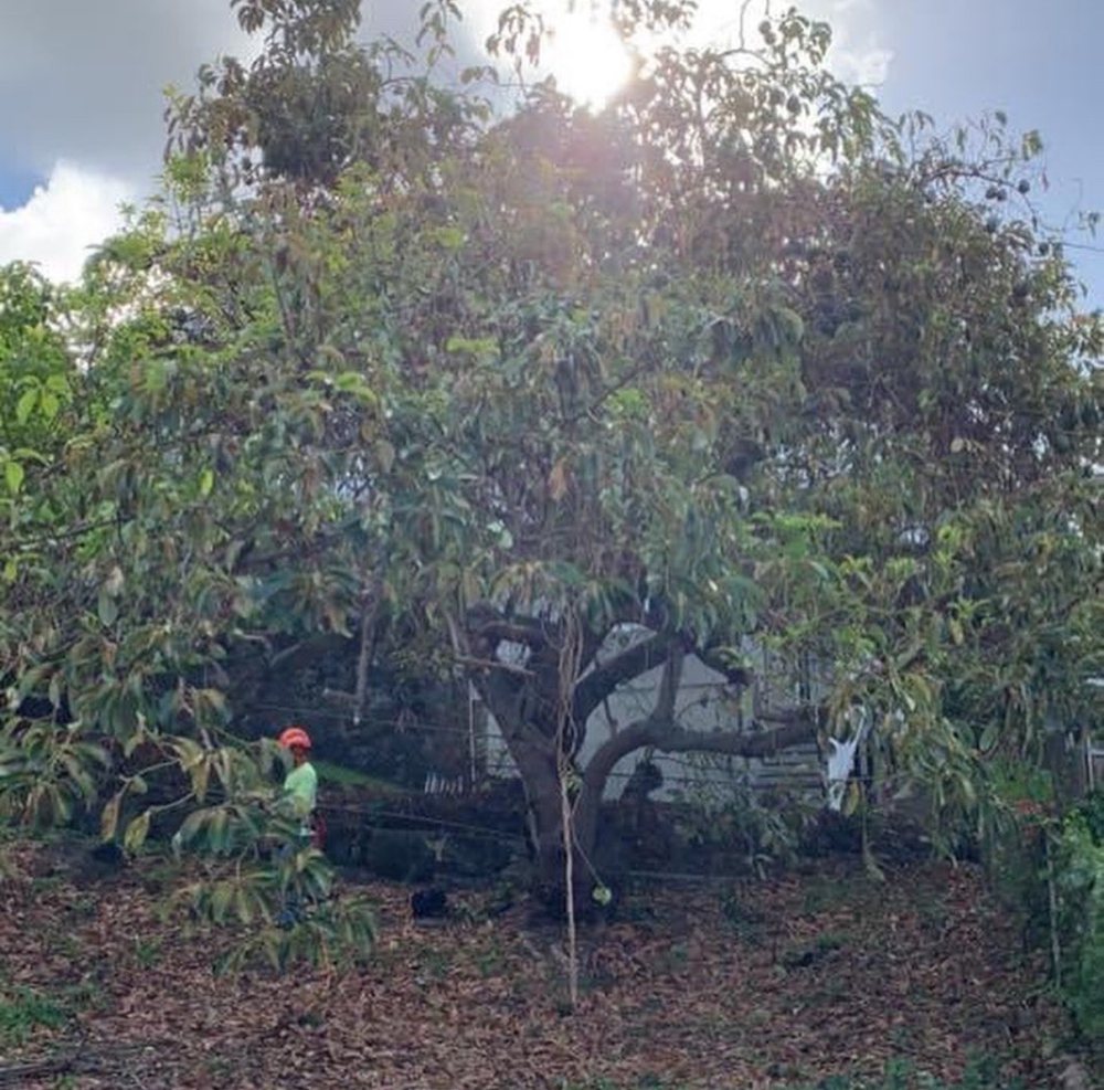 EVERGREEN TREE TRIMMING AND REMOVAL SERVICE Updated July 2024 19 Photos 4391 Fairlands Dr