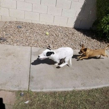 4 Paws Pet Resort - Pet Groomers Near Me - Mesa, Arizona