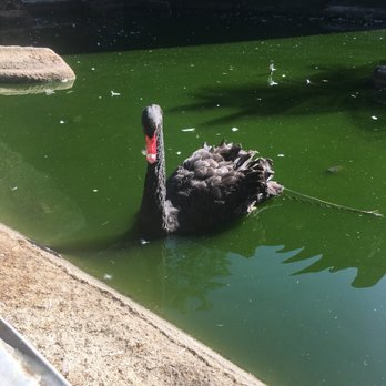 Zoologico De Vallarta - Not sure why I can't upload my videos, but even the turtles swarm to be fed! - Zoos Near Me - Boca de Mixmaloya, JAL